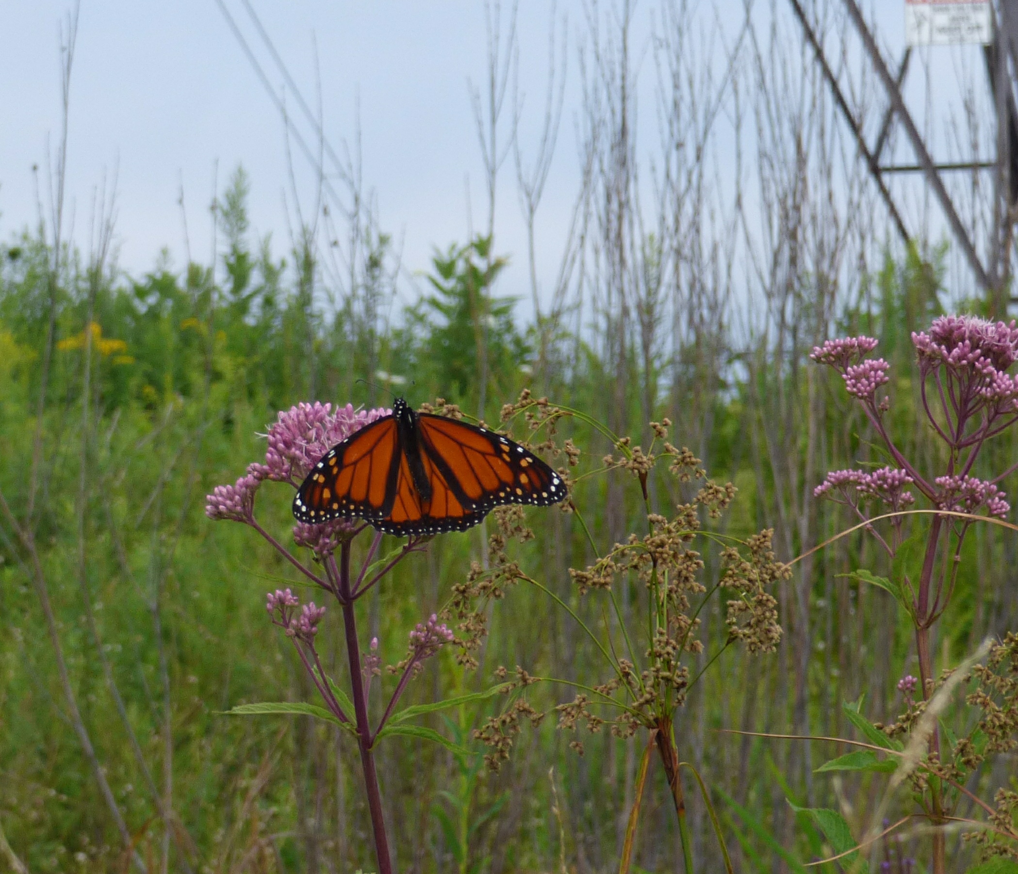 vegetation-monarch